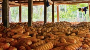 Jagung SPHP, Peternak Tersenyum Harga Rp 5.500