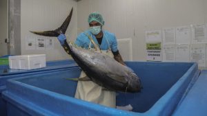 Tuna Ternate Mendunia, Ekspor Harian Ribuan Ekor!