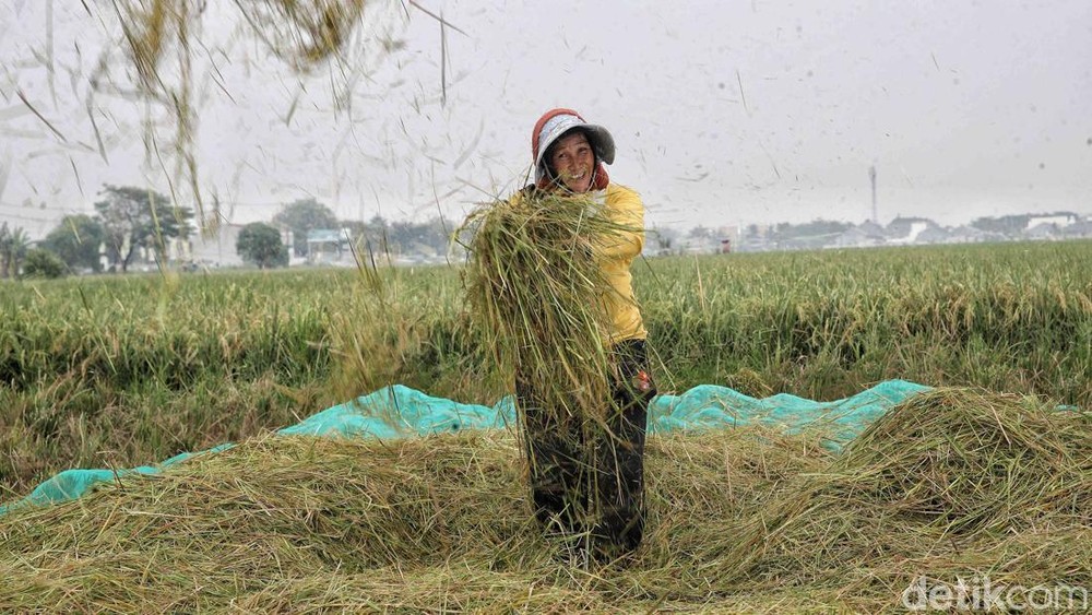 KUR Pertanian Sentuh Rp 3578 Triliun Ratusan Ribu UMKM Terjamin