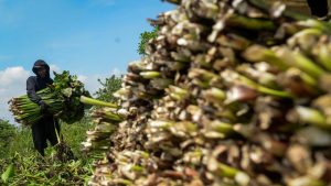 Eceng Gondok Disulap Jadi Produk Bernilai Tinggi