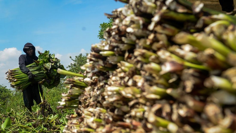 Eceng Gondok Disulap Jadi Produk Bernilai Tinggi
