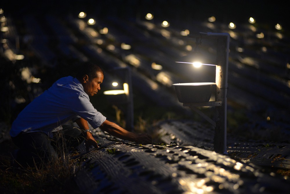 Petani Solok Andalkan Listrik Berantas Hama