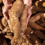 Revolusi Energi Tak Cuma Tebu Singkong Jagung Bisa Jadi Etanol buat Campuran Bensin