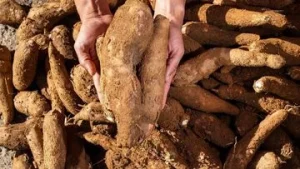 Revolusi Energi Tak Cuma Tebu Singkong Jagung Bisa Jadi Etanol buat Campuran Bensin