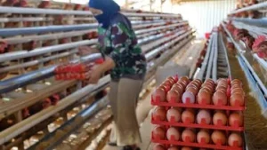 Pemerintah Janji Jaga Harga Pakan, Minta Dapur MBG Serap Telur Peternak: Upaya Stabilisasi Harga